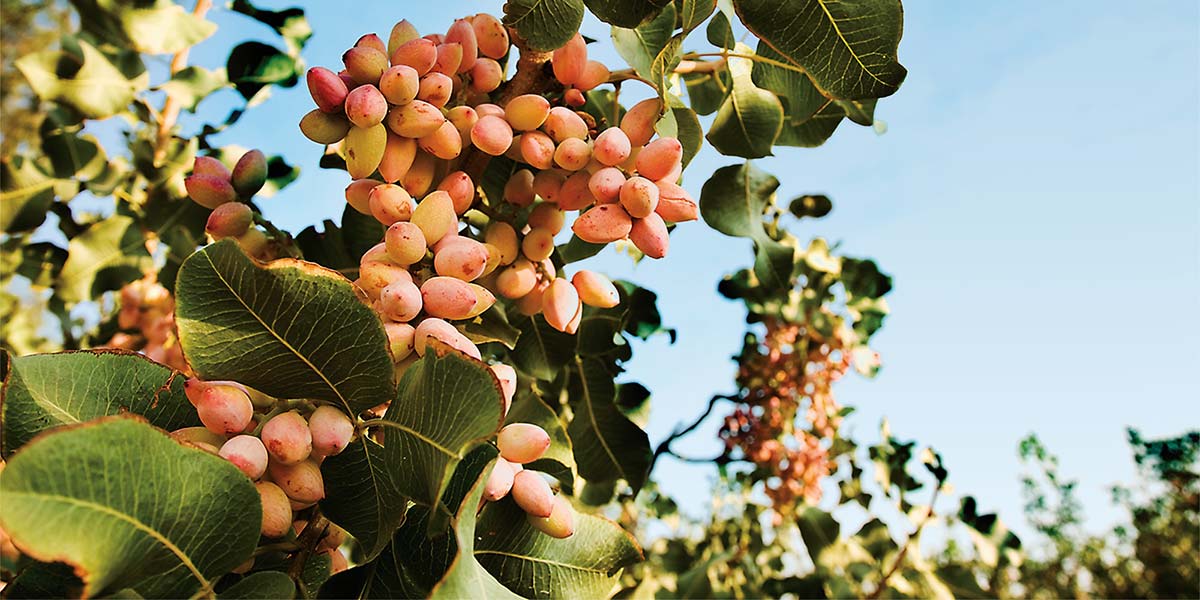 «Pistacchi, le diete veg trainano i consumi»